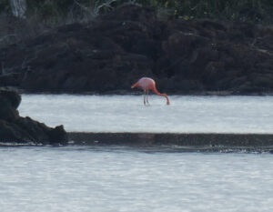 einsamer Flamingo