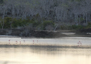 Flamingos in der Ferne