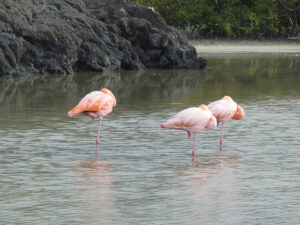 Flamingos