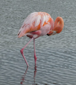 Flamingos