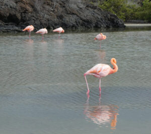 Flamingos
