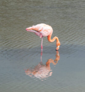 Flamingos
