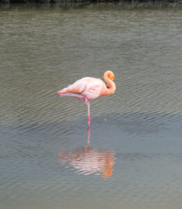 Flamingos