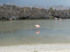 Flamingos