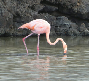 Flamingos