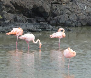 Flamingos