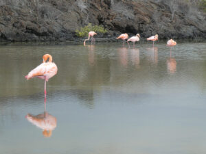 Flamingos