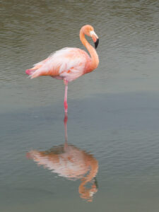 Flamingos