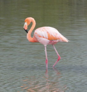 Flamingos