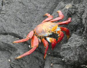 rote Klippenkrabben
