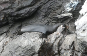 Seelöwe