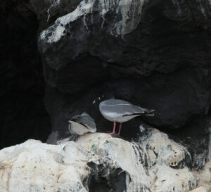 Galapagos Möwen