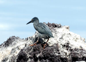 Lava Reiher