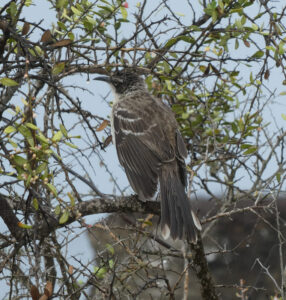 Galapagos Spottdrossel