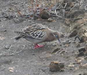 Galapagos Taube