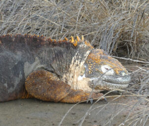 Landleguan