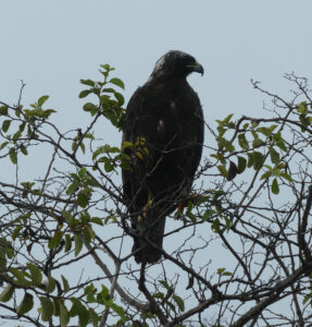 Galapagos Bussard