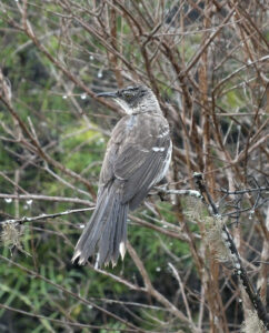 Galapagos Spottdrossel