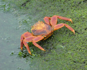 rote Klippenkrabbe