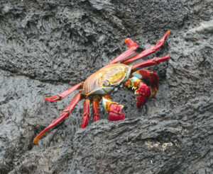 rote Klippenkrabbe