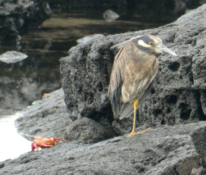 Krabbenreiher