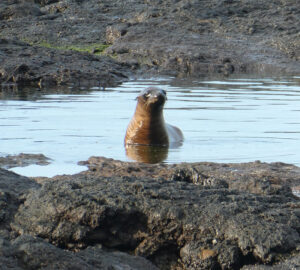 Seelöwe