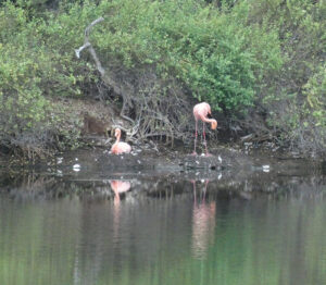 Flamingos