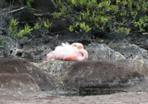 Flamingos