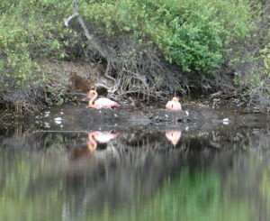 Flamingos