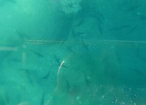 Glasbodenboot