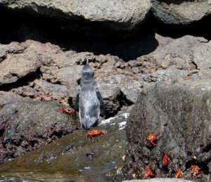 Galapagos Pinguin