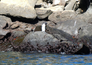 Galapagos Pinguin