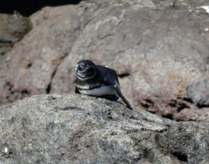 Galapagos Pinguin