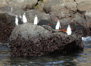 Galapagos Pinguin