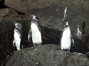 Galapagos Pinguin