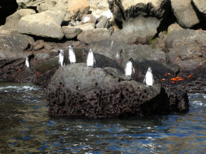 Galapagos Pinguin