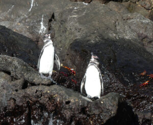 Galapagos Pinguin