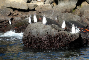 Galapagos Pinguin