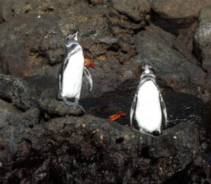 Galapagos Pinguin