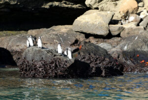 Galapagos Pinguin