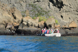 Galapagos Pinguin