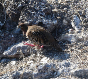 Galapagos Taube