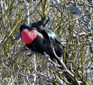 Fregattvogel