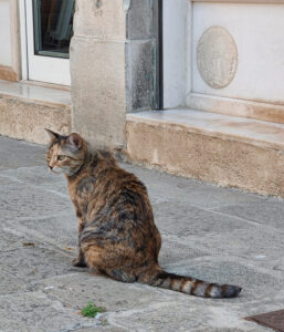 venezianische Katze