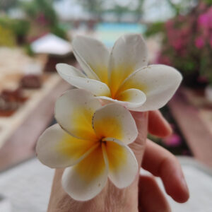 Frangipani