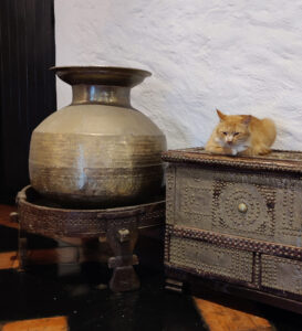 Hotelkater Tiger
