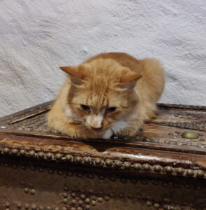 Hotelkater Tiger