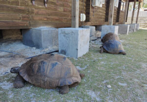 Aldabra Riesenschildkröte