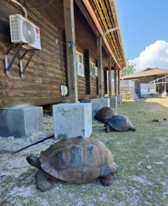 Aldabra Riesenschildkröte