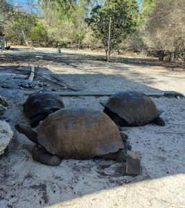 Aldabra Riesenschildkröte